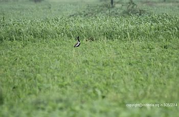 Lesser Florican